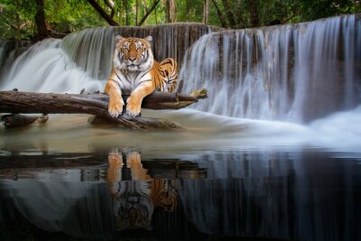 Fototapete Tiger ruht sich an einem Wasserfall im Dschungel aus