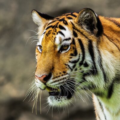 Tiger: Schnauze im Profil unscharfer Hintergrund