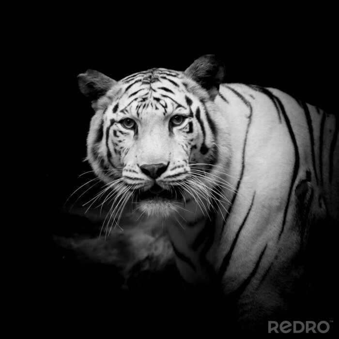 Fototapete Tiger Schwarz-weißer