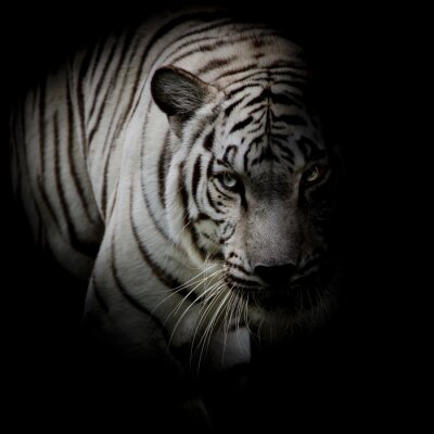 Tiger Silhouette im Schatten