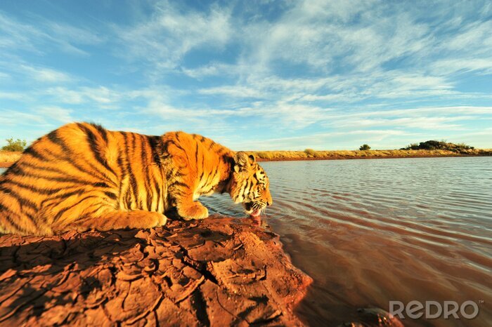 Fototapete Tiger trinkt aus dem Fluss