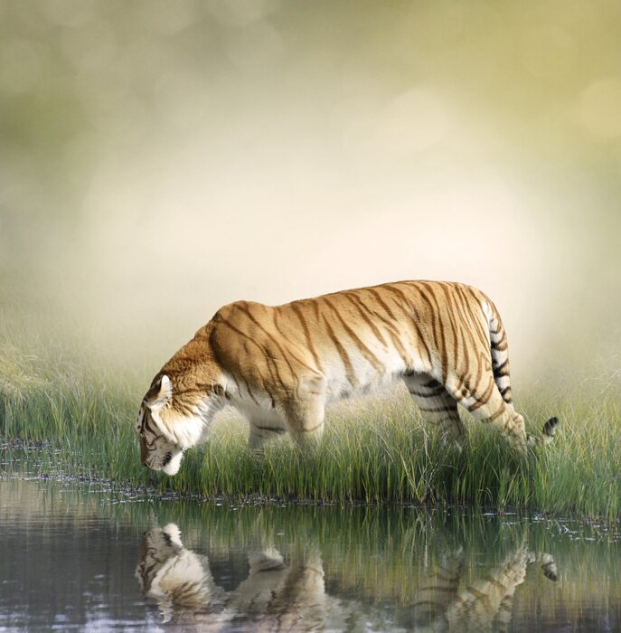 Fototapete Tiger trinkt Wasser aus dem Teich