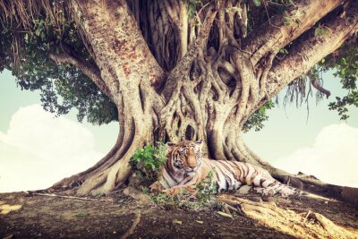 Fototapete Tiger unter großem Baum