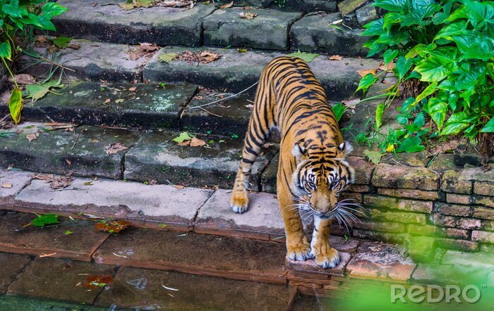 Fototapete Tiger vor dem hintergrund einer steintreppe