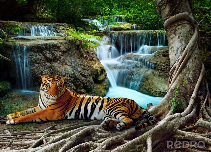 Fototapete Tiger vor dem hintergrund von wasserfällen