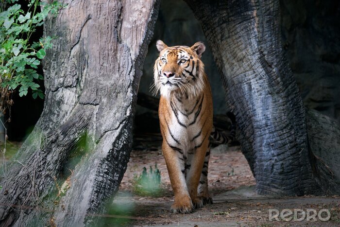 Fototapete Tiger zwischen den zweigen der bäume
