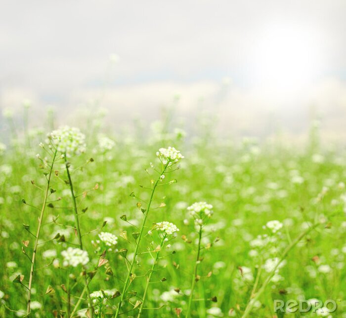 Fototapete Tiny Frühjahr Blüten mit flachen Tiefe des Feldes