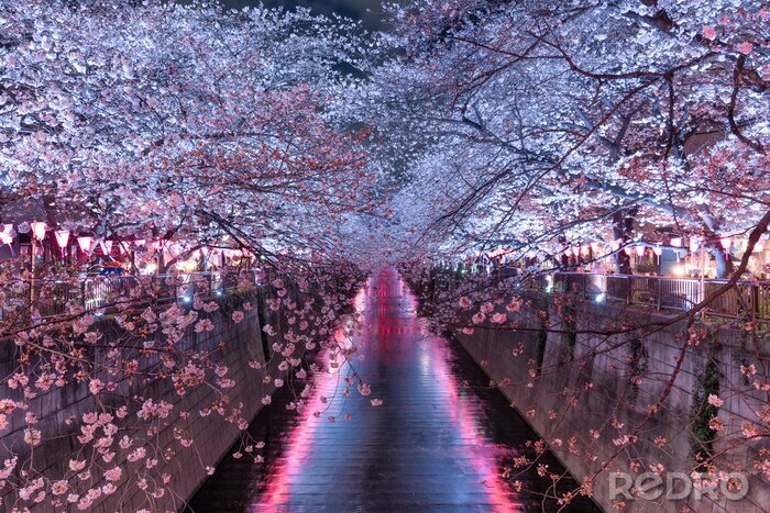 Fototapete Tokio bei Nacht mit Kirschblüten