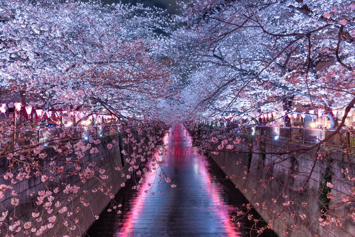 Fototapete Tokio bei Nacht mit Kirschblüten
