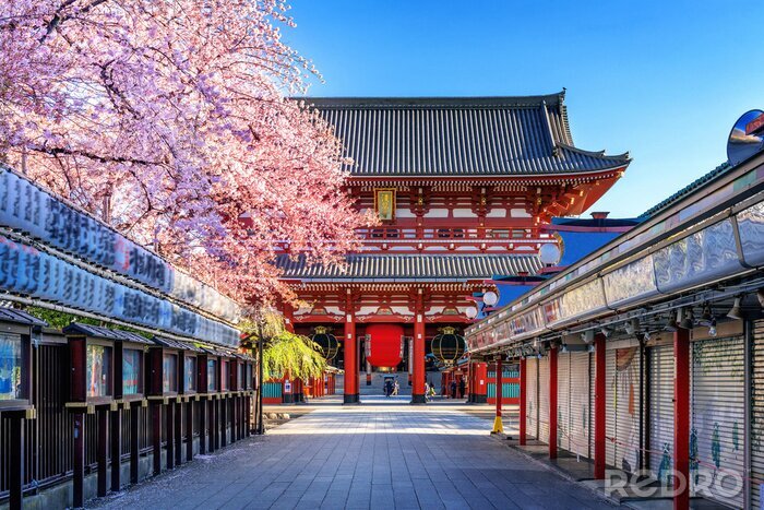 Fototapete Tokio-Tempel und Kirschbäume