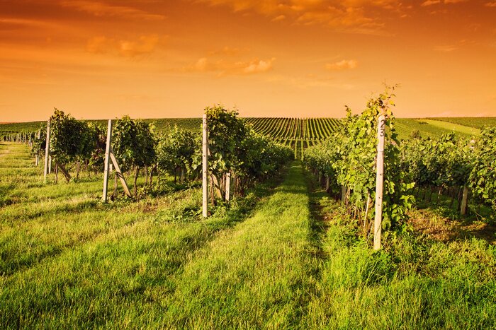 Fototapete Toskana Besuch des Weinbergs