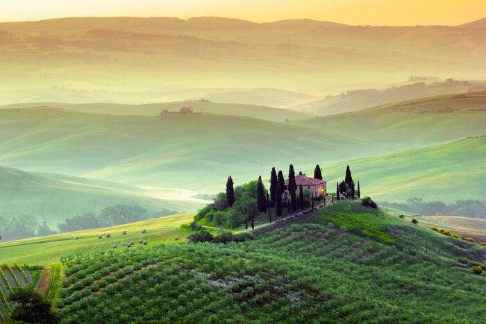 Fototapete Toskana Olivenhain