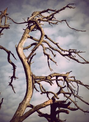 Toter Baum und Natur