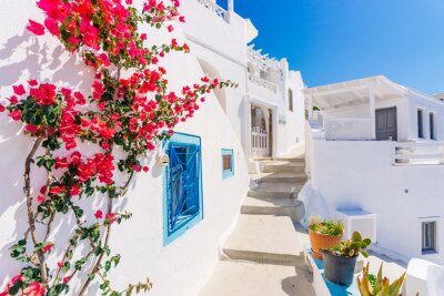 Fototapete Traditionelle kykladischen weiß getünchten Straße mit blühenden Bougainvillea im Sommer, Santorini, Griechenland