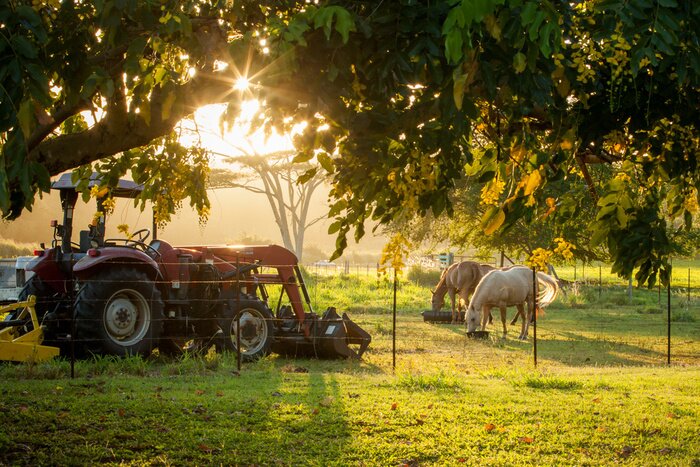 Fototapete Traktor bei Pferden