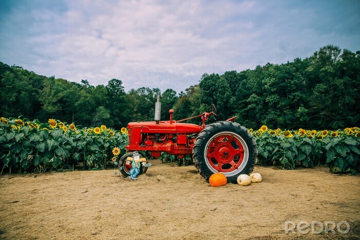 Fototapete Traktor erntet das Getreide