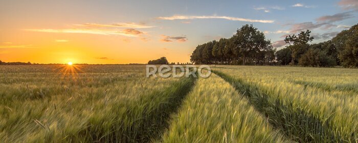 Fototapete Traktor-Spur im Weizenfeld bei Sonnenuntergang