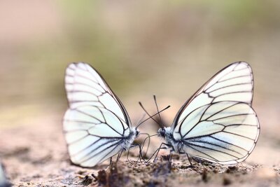 Fototapete Transparente Schmetterlinge auf dem Boden sitzend