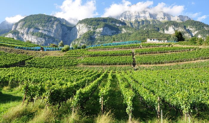 Fototapete Traubenfeld auf der Landschaft