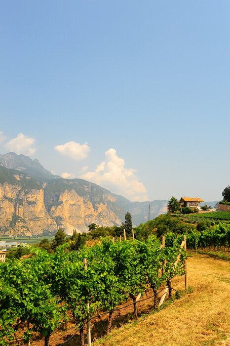 Fototapete Traubenfeld in der Landschaft