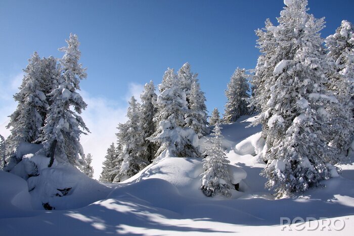 Fototapete Traumlandschaft mit Schnee, Sonne, Wald und Himmel