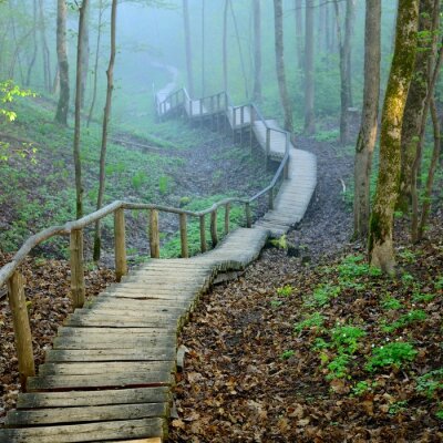 Fototapete Treppe aus Brettern im Wald