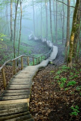 Fototapete Treppen im nebligen Wald