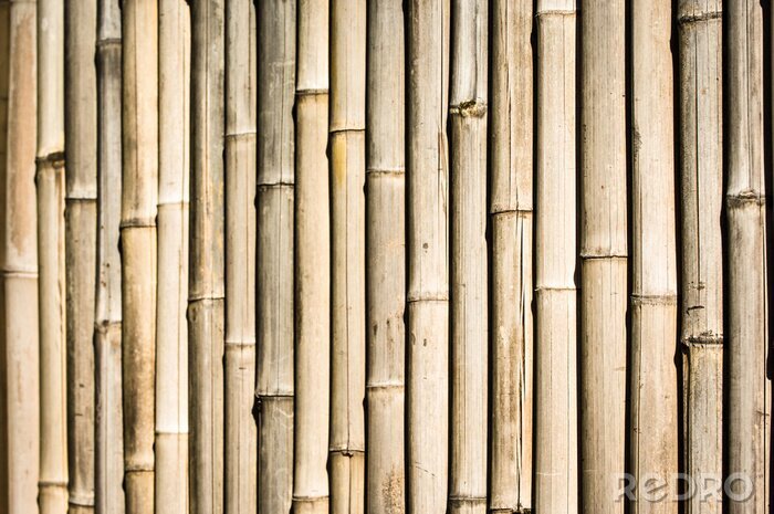 Fototapete Trockene Bambusse