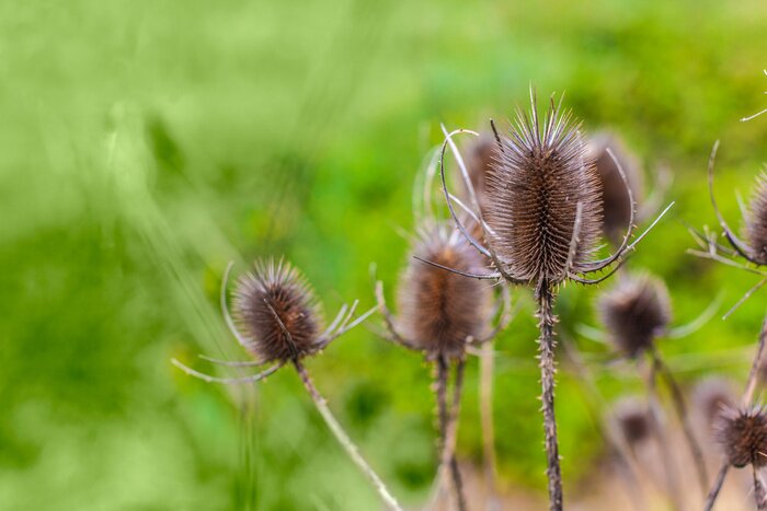 Fototapete Trockene Disteln und Natur