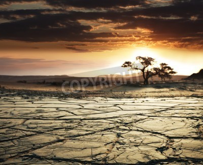 Fototapete Trockener Baum in der Wüste