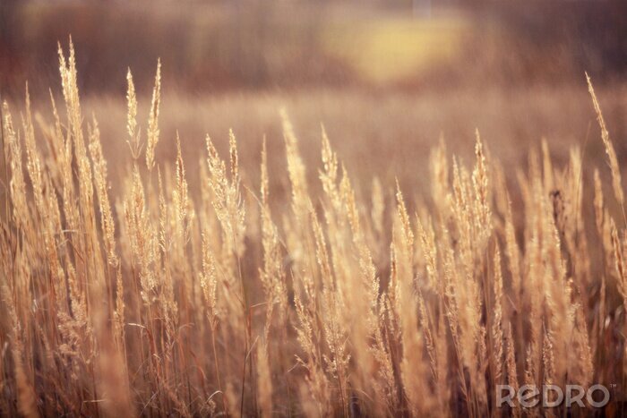 Fototapete Trockenes Gras und herbstliche Natur