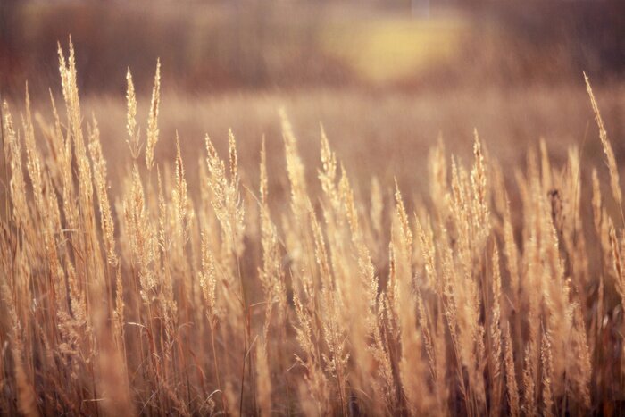 Fototapete Trockenes Gras und herbstliche Natur