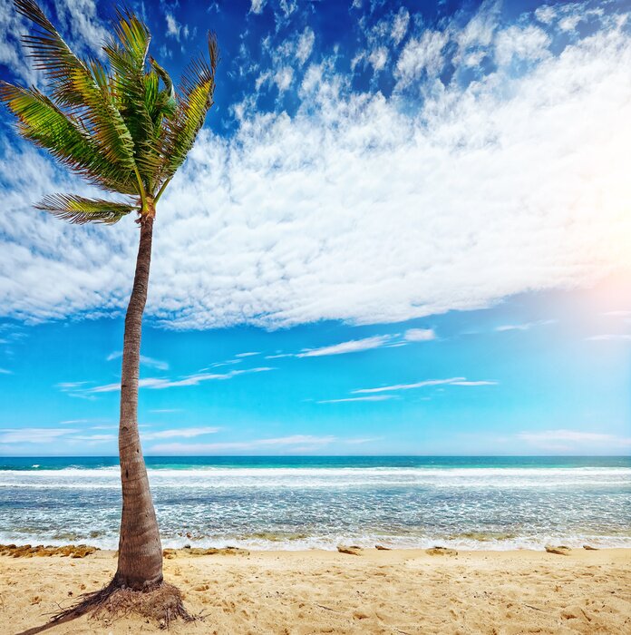 Fototapete Tropen in Haiti