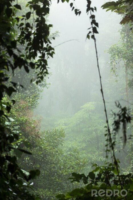Fototapete Tropen Regenwald