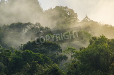 Fototapete Tropen Regenwald Nebel 3D