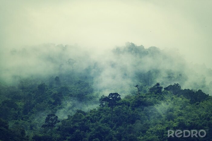 Fototapete Tropen Regenwald Nebel