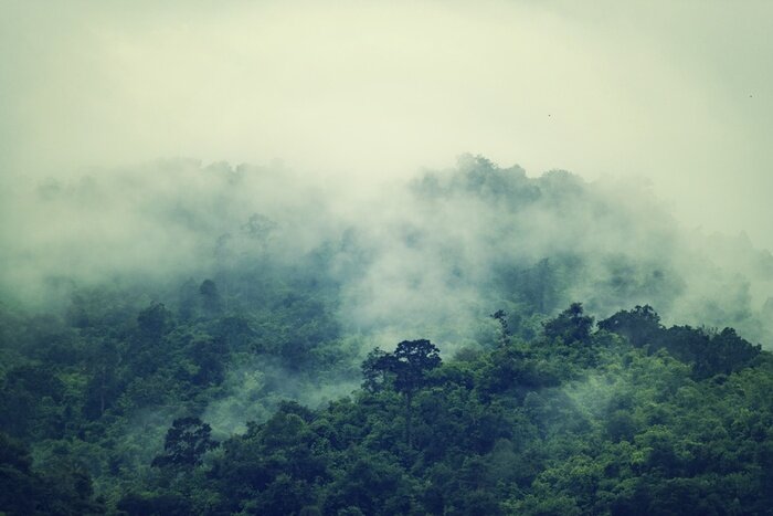 Fototapete Tropen Regenwald Nebel