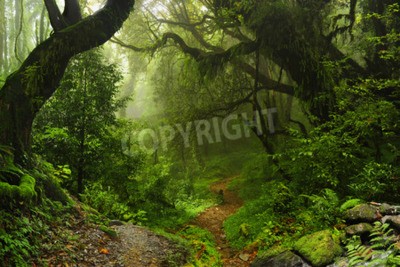 Fototapete Tropen und dichte Vegetation
