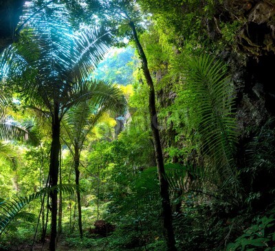 Fototapete Tropen und grüner Dschungel