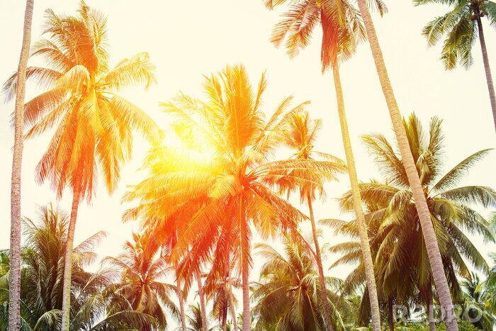 Fototapete Tropen und Palmen in der Sonne