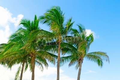 Fototapete Tropen und Palmen vor dem Hintergrund des Himmels