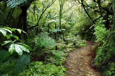 Fototapete Tropenwald in Neuseeland