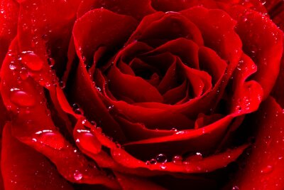 Fototapete Tropfen auf der sinnlichen roten Rose