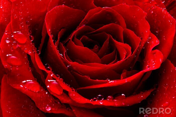 Fototapete Tropfen auf der sinnlichen roten Rose