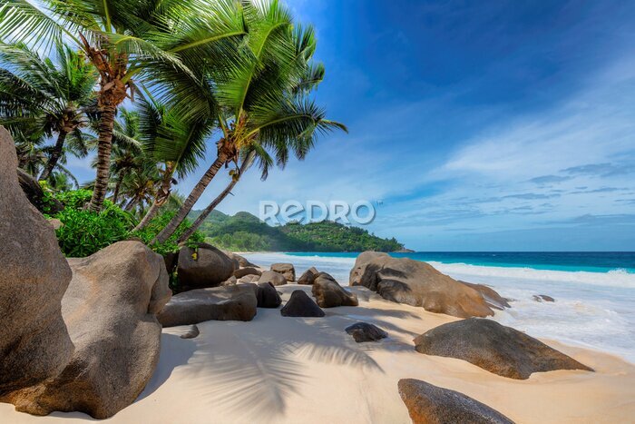 Fototapete Tropical exotic beach and coconut palms 