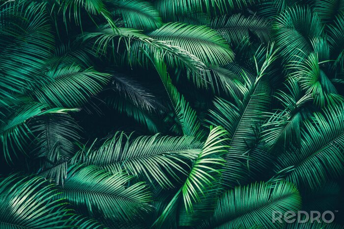 Fototapete Tropical forest natural background, nature scene in green tone style