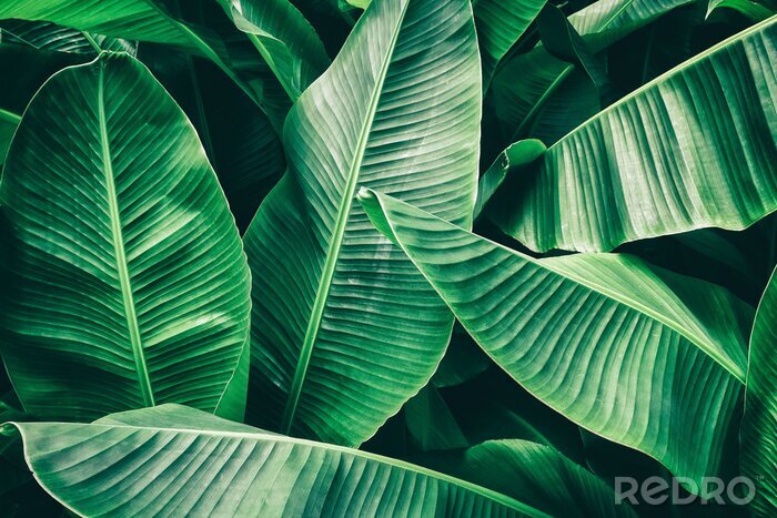 Fototapete Tropical leaf, lush green banana foliage in rainforest, nature background