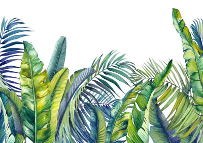 Fototapete Tropical palm and banana leaves. Jungle wallpaper. Isolated watercolor background.