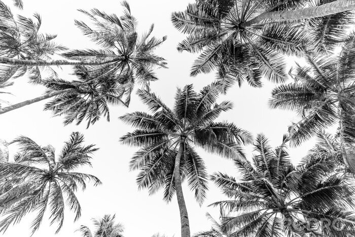 Fototapete Tropical trees background concept. Beautiful exotic nature view, wonderful palm trees, looking up