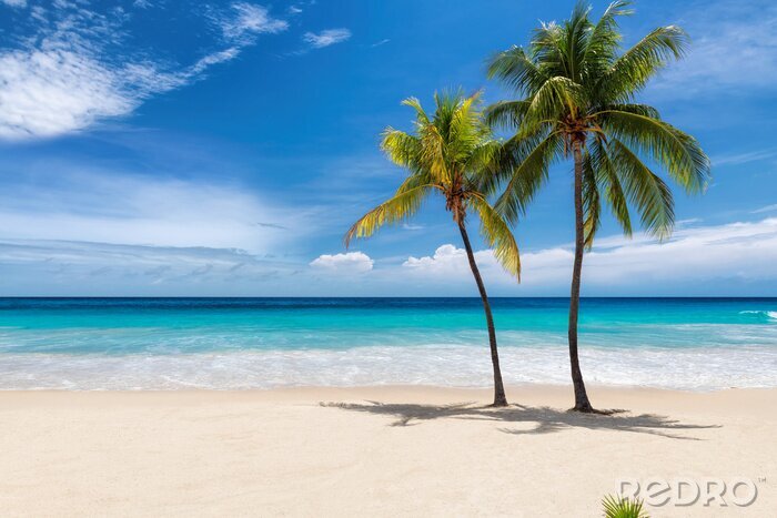 Fototapete Tropical white sand beach with coco palms and the turquoise sea on Caribbean island.